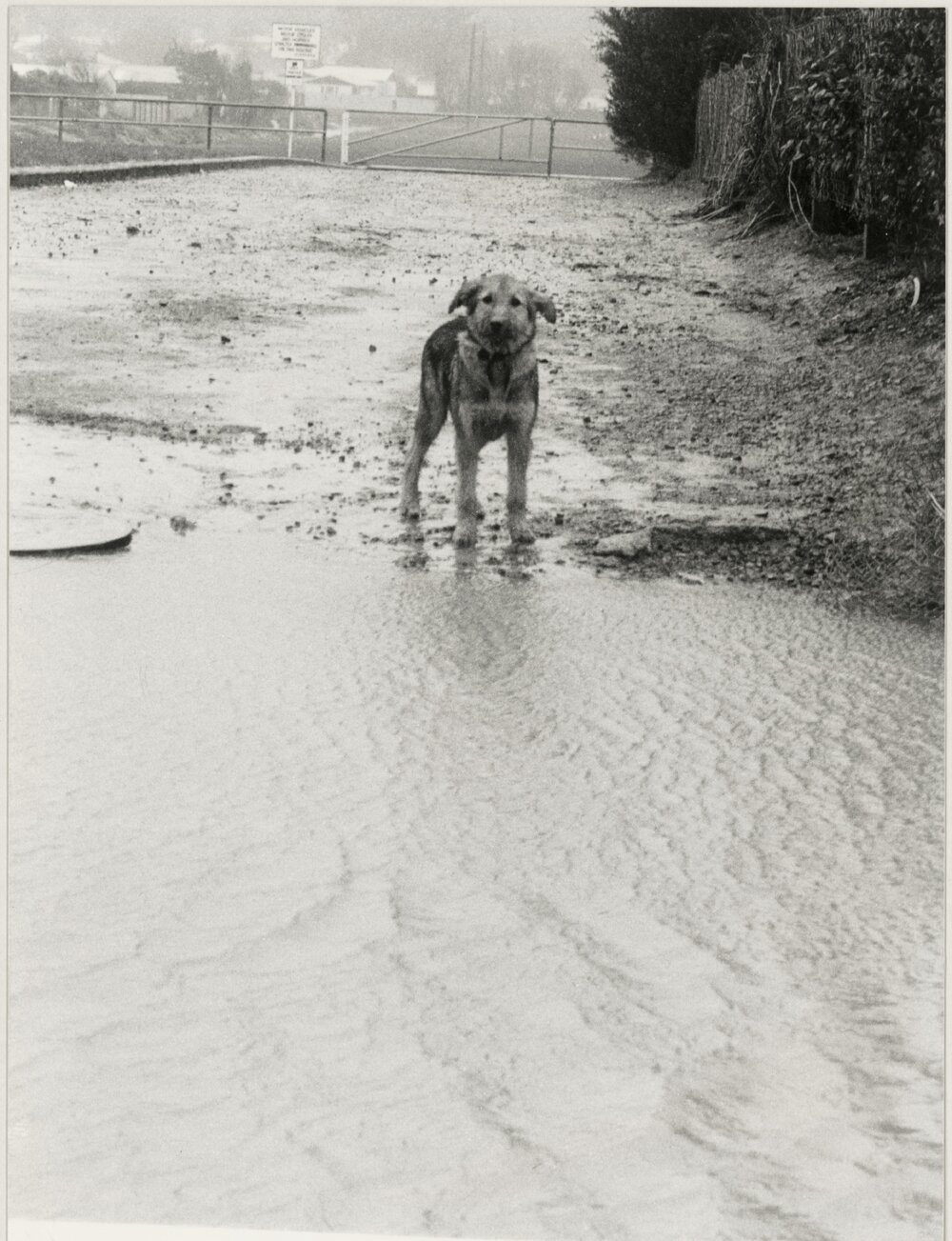 Flooded Wainuiomata and a dog in 1985