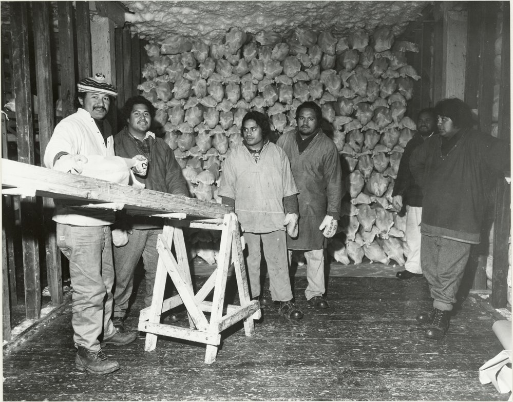 Gear Co. freezers