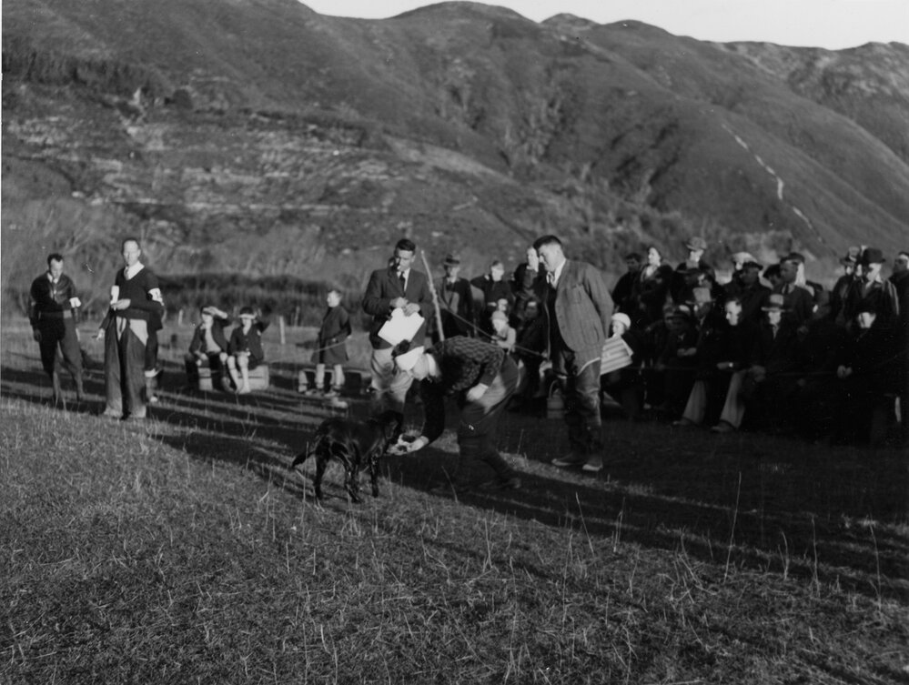 Hutt Valley Kennel Club gun dog trials