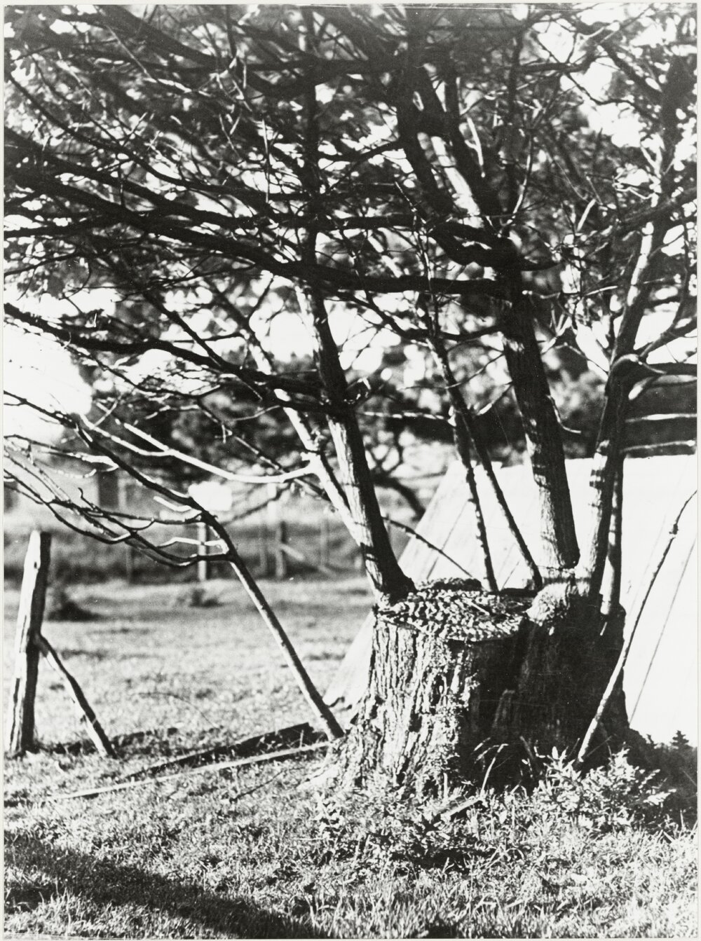 Oak tree stump : Percy's Reserve