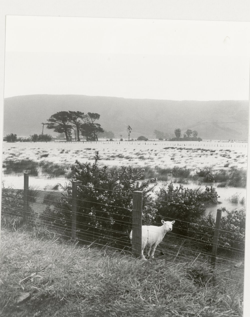 Flooded fields in Wainuiomata
