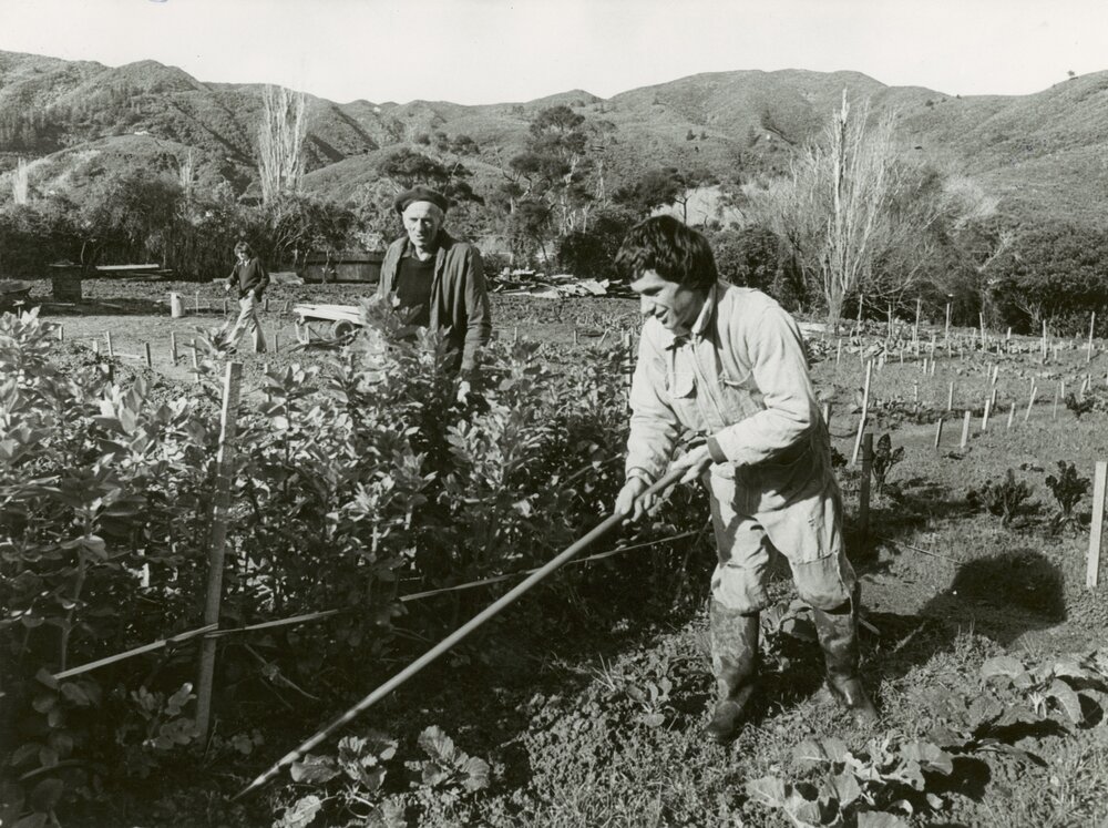 Horticultural project, Naenae 