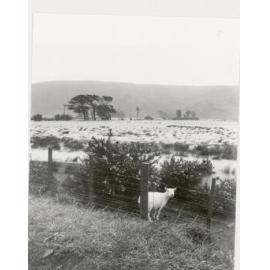 Flooded fields in Wainuiomata