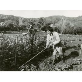Horticultural project, Naenae 