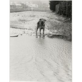 Flooded Wainuiomata and a dog in 1985